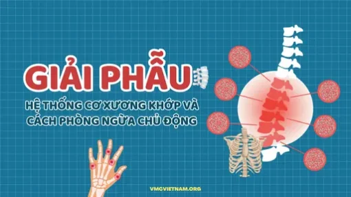YHCT Giải phẫu hệ thống cơ xương khớp và cách phòng ngừa chủ động