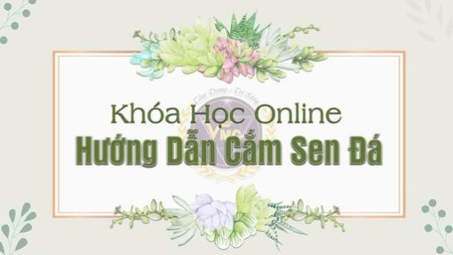 Khóa học Online - Hướng dẫn cắm sen đá