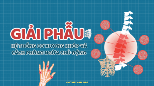 Giải phẫu hệ thống cơ xương khớp và cách phòng ngừa chủ động