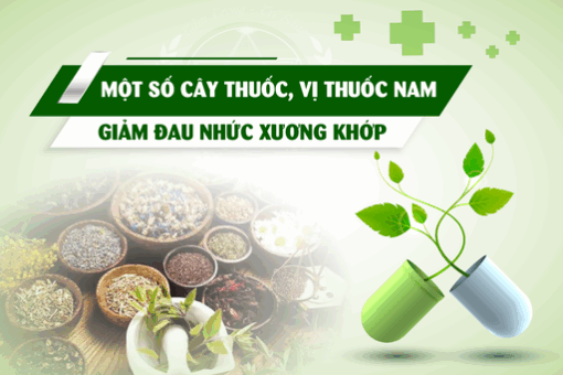 Một số cây thuốc, vị thuốc nam giảm đau nhức xương khớp