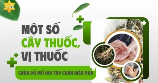 YHCT cây thuốc chữa đổ mồ hôi tay chân