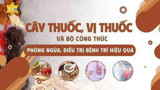 YHCT cây thuốc, vị thuốc phòng ngừa bệnh trĩ YHCT cây thuốc, vị thuốc phòng ngừa bệnh trĩ